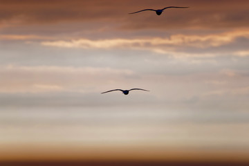 Magic Sunset at English Channel in Trouville in Calvados Normandy