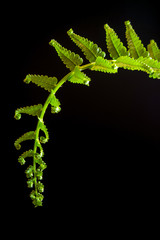 Freshness Fern leaf on black backgrounds