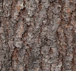 Tree bark background. Fir.