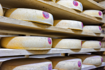 Pile of aging Cheese in ripening cellar Franche Comte dairy