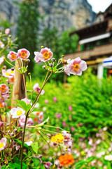 Pink garden flowers at Lauterbrunnen valley in Bern of Switzerland