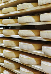 Rack of aging Cheese at ripening cellar Franche Comte creamery