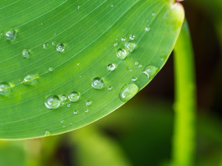 Water Drops on Water Canna