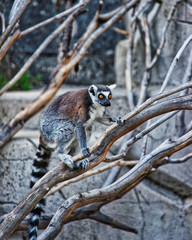 Ring tailed lemur in Zoo in citadel of Besancon
