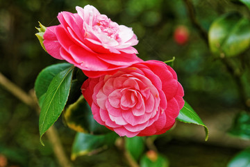 Rose bush in the Kitchen garden