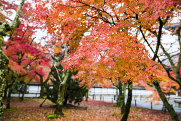 Naklejka premium 南禅寺の紅葉