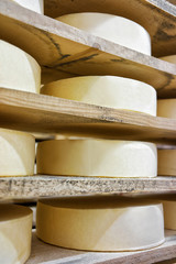 Obraz na płótnie Canvas Row of aging Cheese in maturing cellar Franche Comte creamery
