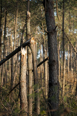 Storm damage. Broken tree in the forest