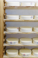 Fototapeta na wymiar Shelf of young Cheese in ripening cellar French dairy