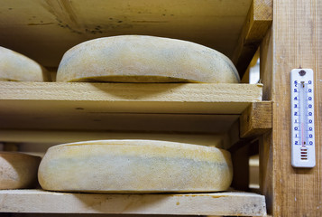 Fototapeta na wymiar Shelves of aging Cheese at ripening cellars Franche Comte creame