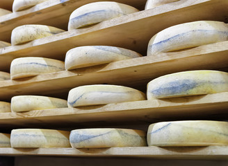 Shelves of aging Cheese in maturing cellar Franche Comte