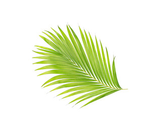 green leaves of palm tree isolated on white background