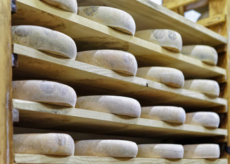 Shelves of aging Cheese in ripening cellar creamery Franche Comte