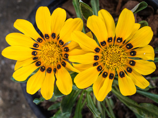 Yellow Gazania Flowers