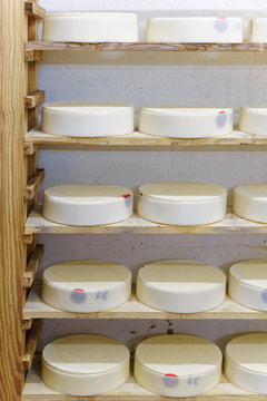Shelf of young Cheese in ripening cellar French dairy