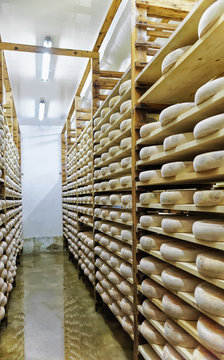 Shelves of aging Cheese at ripening cellar dairy Franche Comte