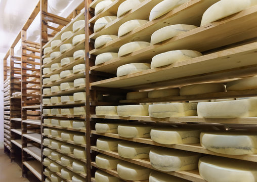 Shelves of aging Cheese in maturing cellar dairy Franche Comte