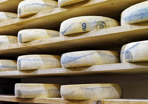 Shelves of aging Cheese in maturing cellar of Franche Comte