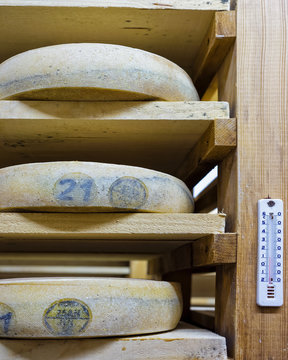 Shelves of aging Cheese in maturing cellar Franche Comte creamer