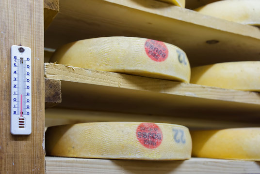 Shelves of aging Cheese in maturing cellars Franche Comte