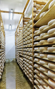 Shelves of aging Cheese in ripening cellar Franche Comte