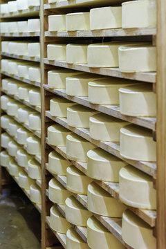 Shelves of young Cheese at maturing cellar Franche Comte dairy