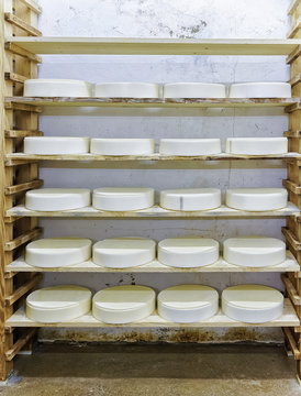 Shelves of young Cheese at ripening cellar Franche Comte dairy