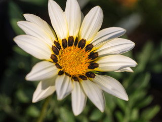 Fototapeta premium White Gazania Flowers