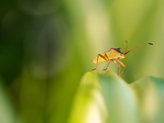 Little Brown Insect