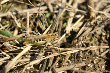 grasshopper