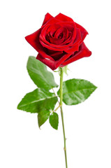Fototapeta premium beautiful red rose isolated on white background