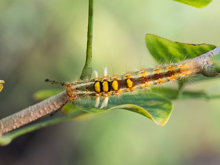 Caterpillar Walking