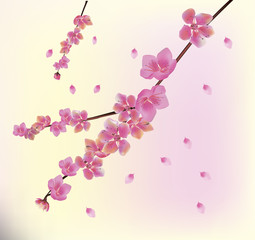 Naklejka na ściany i meble Sakura.Evening in the garden blooming cherry