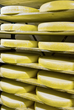 Stack of aging Cheese at ripening cellar Franche Comte