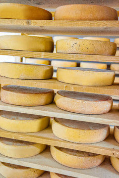 Stack of aging Cheese at ripening cellar creamery Franche Comte