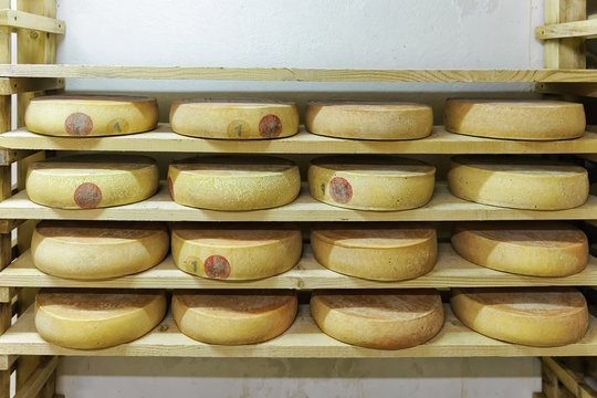 Stack of aging Cheese in maturing cellar dairy Franche Comte