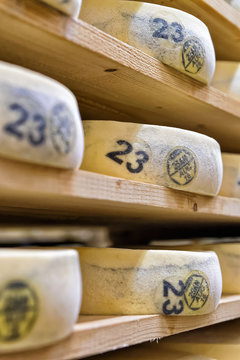 Stack of aging Cheese in maturing cellar creamery Franche Comte