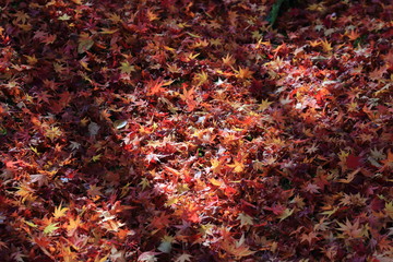 autumn leaves