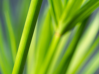 Fototapeta na wymiar Blurred of Reed Branch