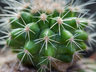 Blurred of Cactus