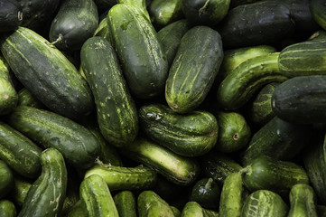 Group of Pickle Cucumbers