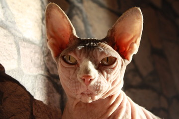 chat
