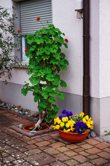 Fototapeta na wymiar Viola tricolor flowers in garden Reichenau