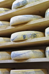 Wheels of aging Cheese at maturing cellar Franche Comte