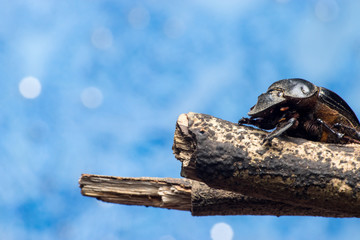 Dung Beetles (subfamily Scarabaeinae) on a twig, with colourful background