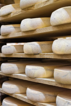 Wheels of aging Cheese at maturing cellar creamery Franche Comte