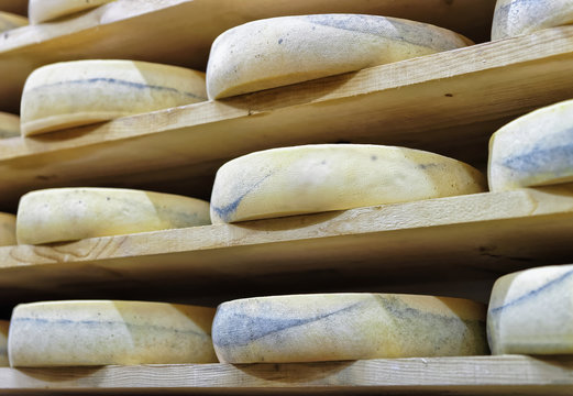 Wheels of aging Cheese at maturing cellar shelf Franche Comte