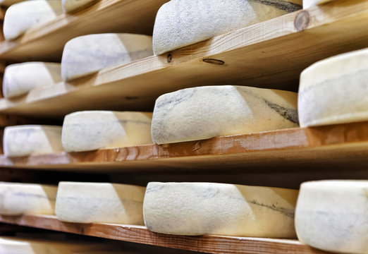 Wheels of aging Cheese at ripening cellar Franche Comte