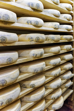 Wheels of aging Cheese in maturing cellar Franche Comte creamery