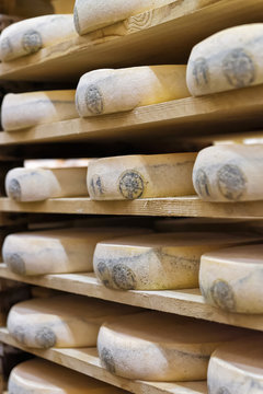 Wheels of aging Cheese in maturing cellar creamery Franche Comte